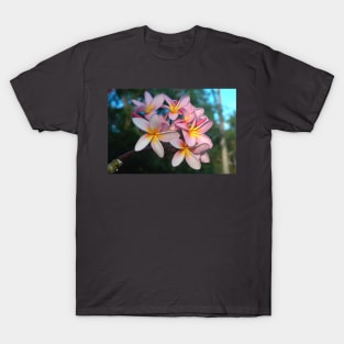 Beautiful Tropical Pink Frangipani Flowers T-Shirt